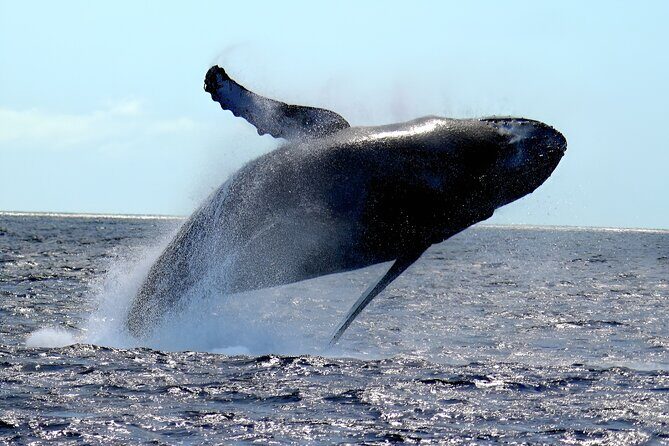 Waikiki Whale Watch & Cultural Stories: Sightings Guaranteed - Practical Details and Tips