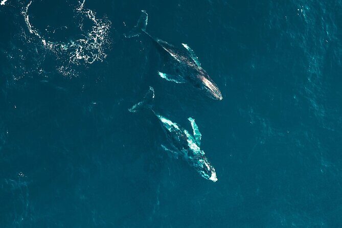 Waikiki Whale Watching Cruise - A Detailed Look at the Waikiki Whale Watching Cruise