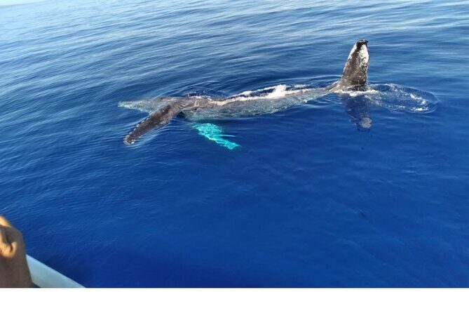 Waikiki Whale Watching - An In-Depth Look at Waikiki Whale Watching