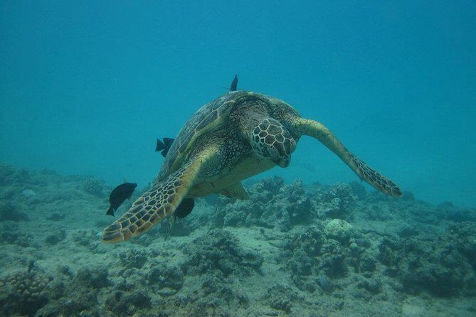 Waikoloa Catamaran Morning Snorkel Inluding Lunch - Authentic Experiences from Reviews