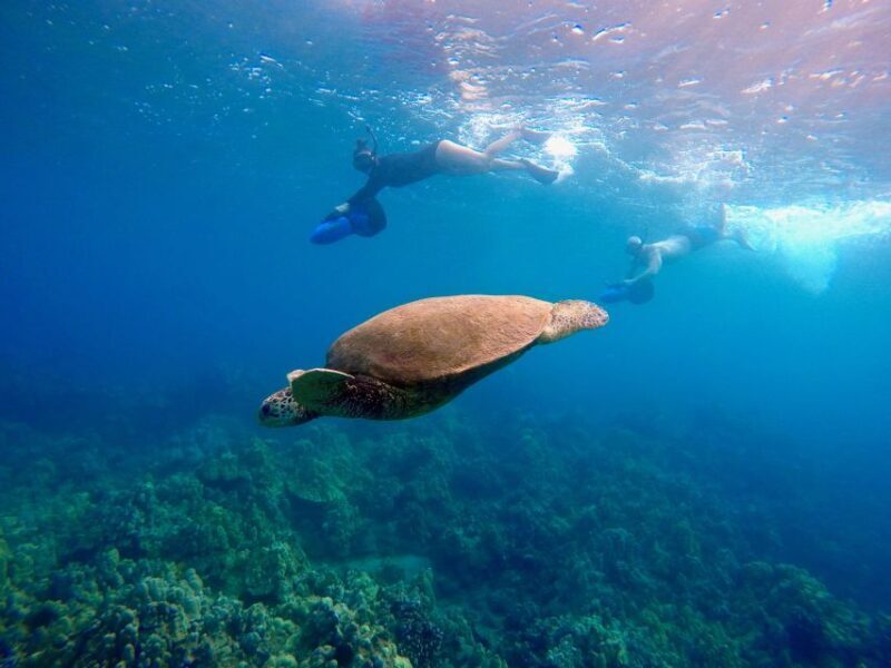 Wailea Beach: Guided Sea Scooter Snorkeling Tour - An Underwater Adventure with Practicalities in Mind