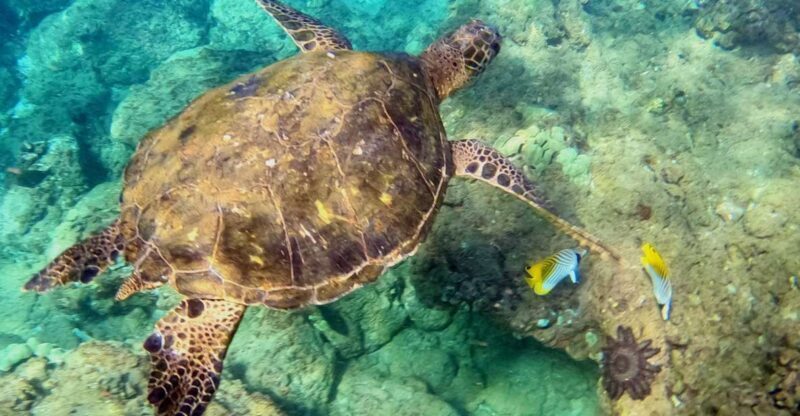 Wailea Beach: Snorkeling for Non-Swimmers Guided Tour - Key Points