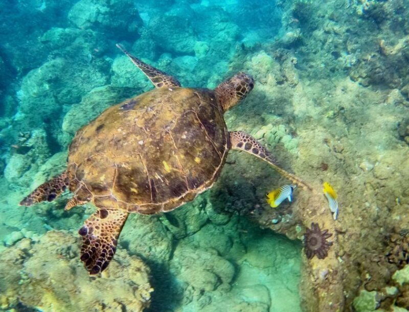 Wailea Beach: Snorkeling for Non-Swimmers Guided Tour - Why This Tour Offers Real Value
