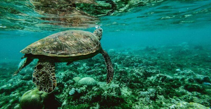 Wailea: Turtle Town Snorkeling Trip with Photo and Video - Key Points