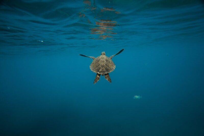 Wailea: Turtle Town Snorkeling Trip with Photo and Video - Why Choose Zephyr Adventures Maui?
