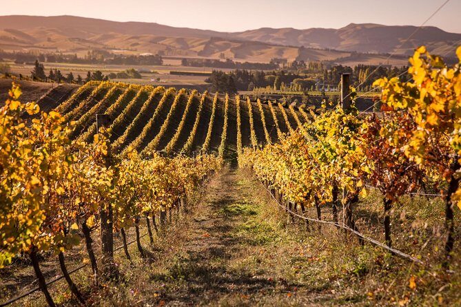 Waipara Wine Tour from Christchurch - including Lunch & Tastings - Key Points