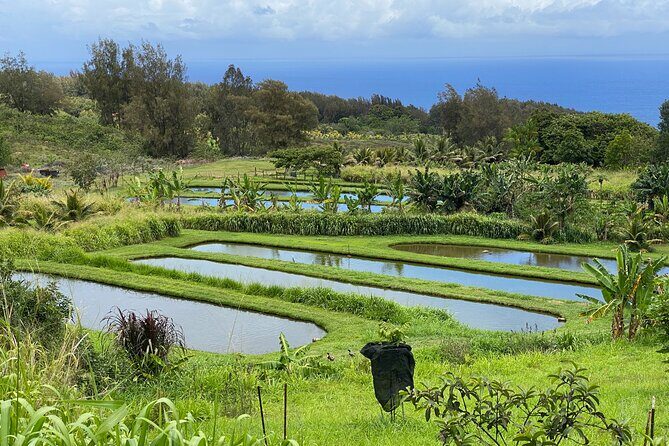 Waipio on Horseback: Mountain Ocean Views Working Cattle Ranch - A Deep Dive into the Horseback Experience