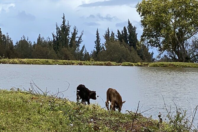 Waipio on Horseback: Mountain Ocean Views Working Cattle Ranch - FAQs