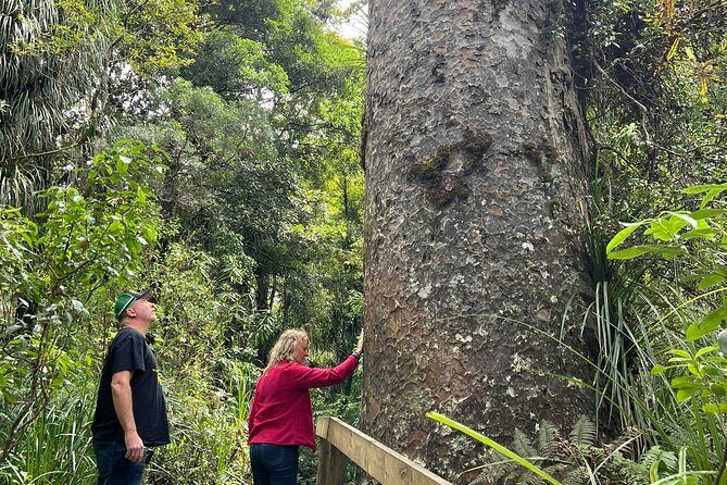 WAIPOUA FOREST Tane Mahuta & KAURI MUSEUM Day Tour from Auckland - Exploring Northland’s Giants: A Full-Day Journey from Auckland
