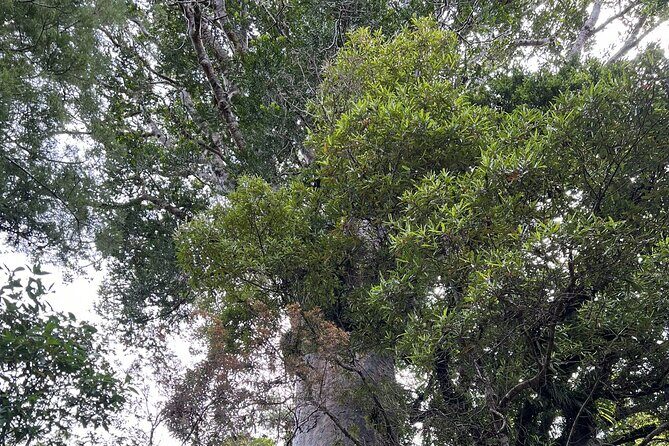 WAIPOUA FOREST Tane Mahuta & KAURI MUSEUM Day Tour from Auckland - Why This Tour Stands Out