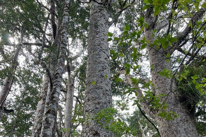 WAIPOUA FOREST Tane Mahuta & KAURI MUSEUM Day Tour from Auckland - FAQ