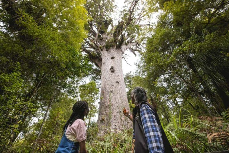 Waipoua KAURI Forest, Tane Mahuta & Museum Tour Ex Auckland - Why This Tour Offers Great Value