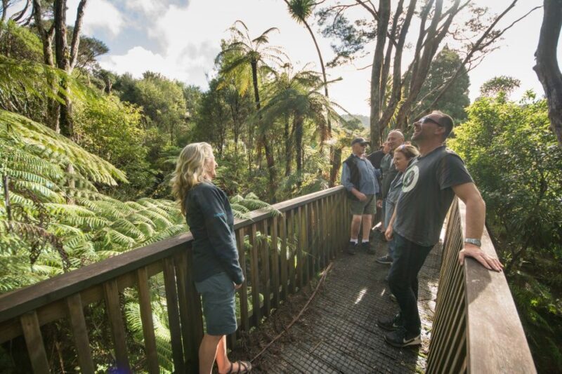 Waitakere Ranges Wilderness Experience Tour from Auckland - A Deep Dive into the Experience