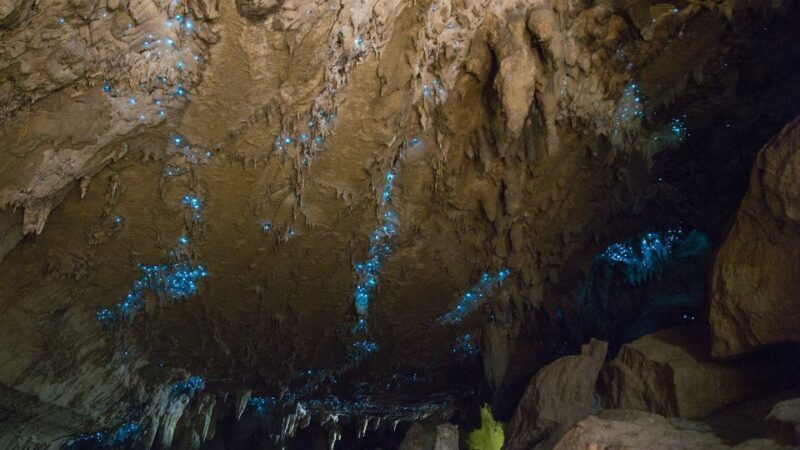 Waitangi: Kawiti Glow Worm Cave & Opua Kauri Forest Walk - Waitangi: Kawiti Glow Worm Cave & Opua Kauri Forest Walk