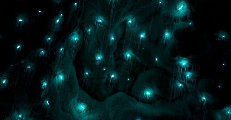 Waitangi: Kawiti Glow Worm Cave & Opua Kauri Forest Walk - An In-Depth Look at What Youll Experience