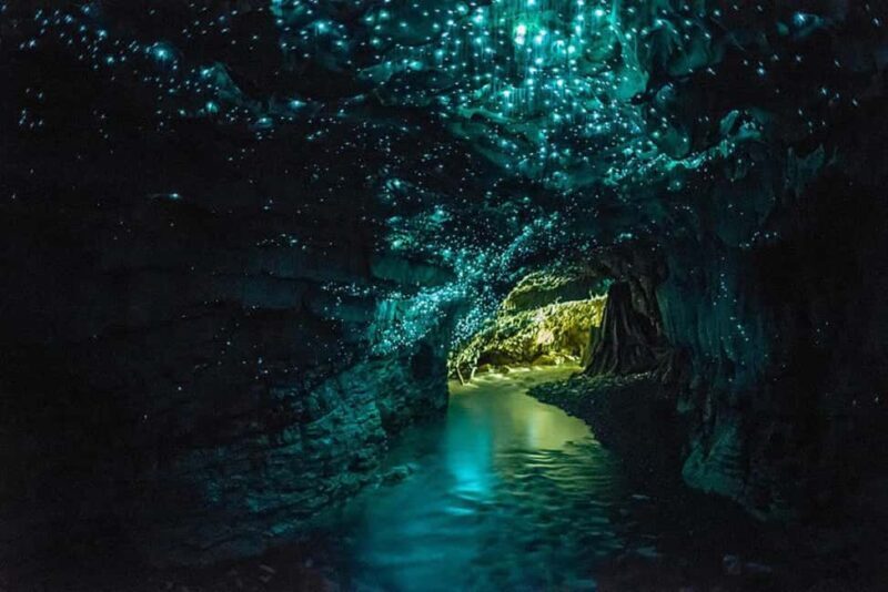 Waitomo Caves, Zealong Tea & Kiwi House Private Tour - Detailed Review of the Waitomo Caves, Zealong Tea & Kiwi House Private Tour