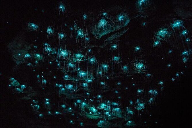 Waitomo Glow Worm Caves - A Deep Dive into the Waitomo Glow Worm Caves Tour