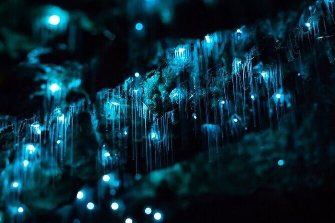 Waitomo Glow Worm Caves & Te Puia - Rotorua's Geothermal Valley - Exploring the Waitomo Glow Worm Caves