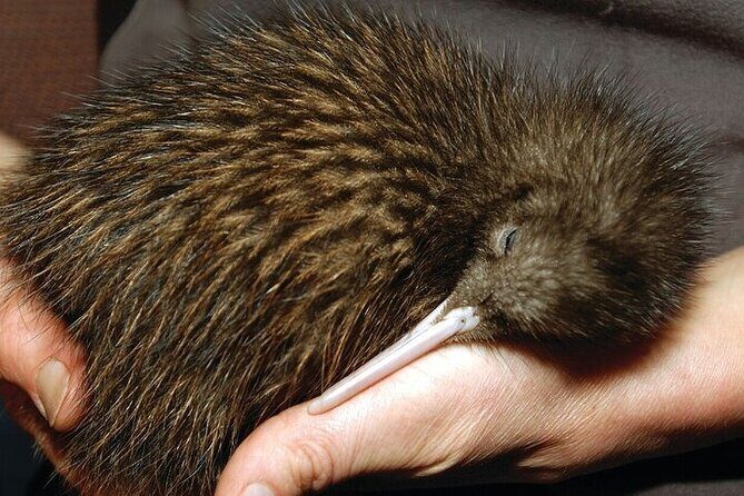 Waitomo Glow Worm Caves & Te Puia - Rotorua's Geothermal Valley - Final Thoughts: Who Is This Tour For?