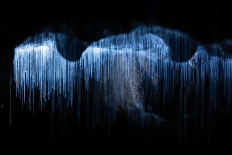 WAITOMO GLOWWORM CAVES & HAMILTON GARDENS - PRIVATE TOUR - FAQ