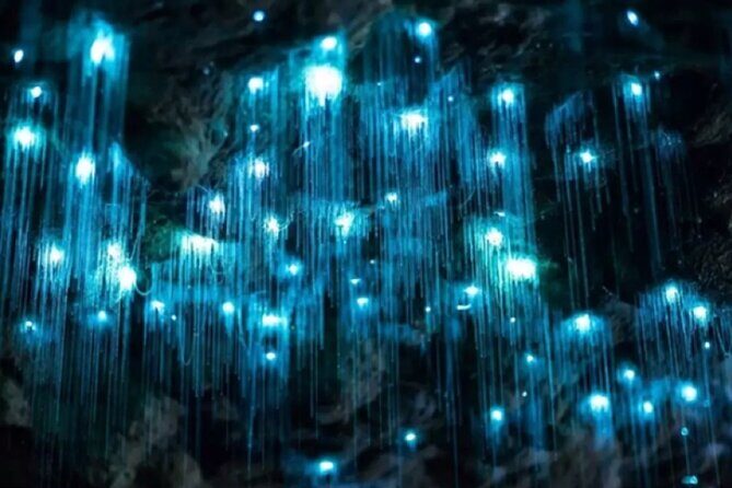 Waitomo Spellbound Glowworm Caves Small Group Tour from Auckland - Key Points