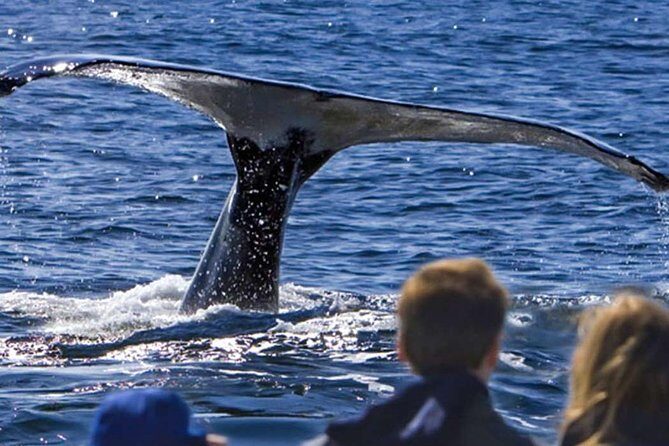 Waitukubuli Dolphin and Whale Watch in Dominica - An In-Depth Look at the Dominica Whale Watching Experience