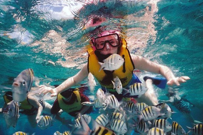 Waitukubuli Volcano Snorkeling - Why This Tour Offers Great Value