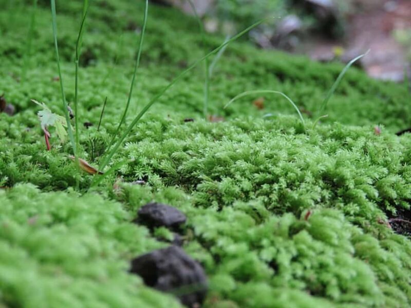 Wakayama: Castle Park Guided Walking Tour with Matcha - Key Points