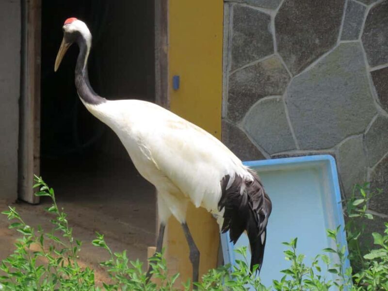 Wakayama: Castle Park Guided Walking Tour with Matcha - Frequently Asked Questions