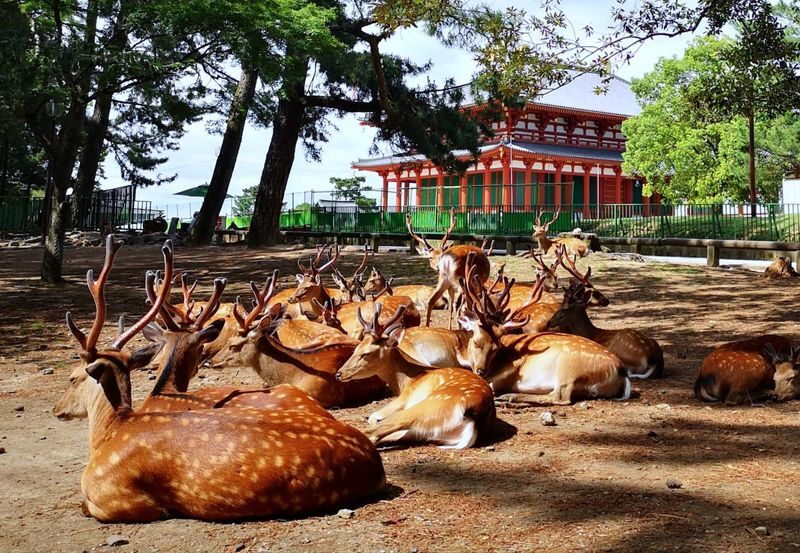 Wakayama Castle x Kuroshio Market x Nara Deer Park x Todai-ji - Nara Park: deer encounters with a few ground rules