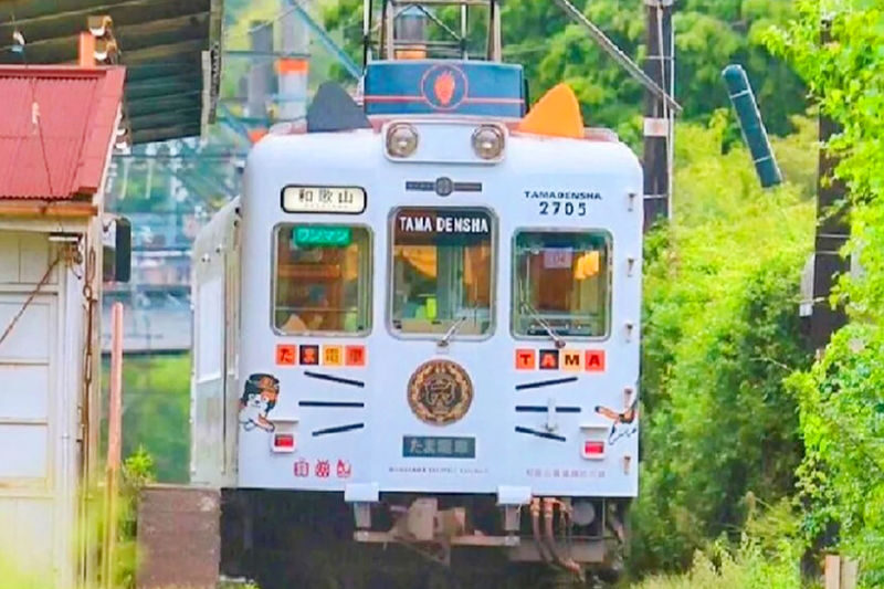 Wakayama Cat Stationmaster Kishi Station Train Experience & Kuroshio Market & Rinku Premium Outlets or Transfer to Kansai Airport - The day, in four useful points