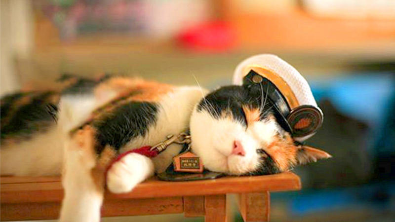 Wakayama Cat Stationmaster Kishi Station Train Experience & Kuroshio Market & Rinku Premium Outlets or Transfer to Kansai Airport - Timing, luggage and a few practical details