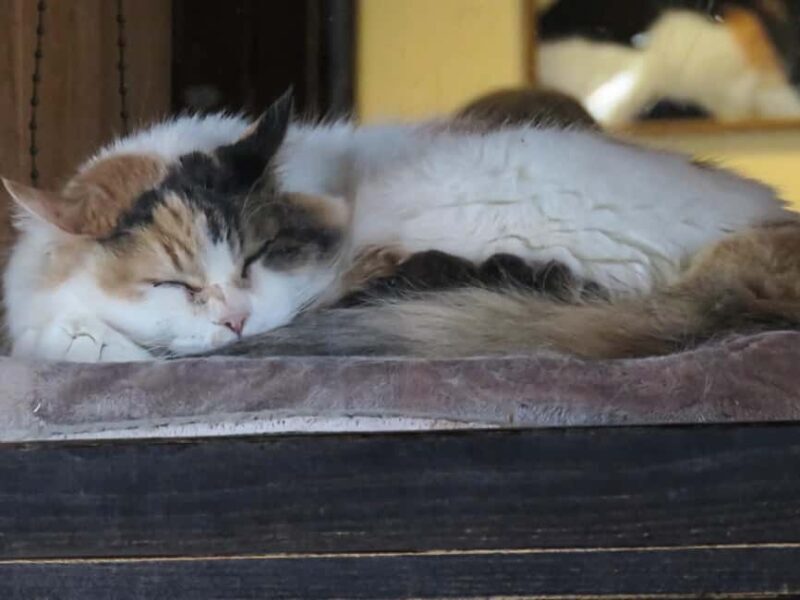 Wakayama: Cat Stationmasters and Local Myths, Train Tour - Wakayama: Cat Stationmasters and Local Myths, Train Tour