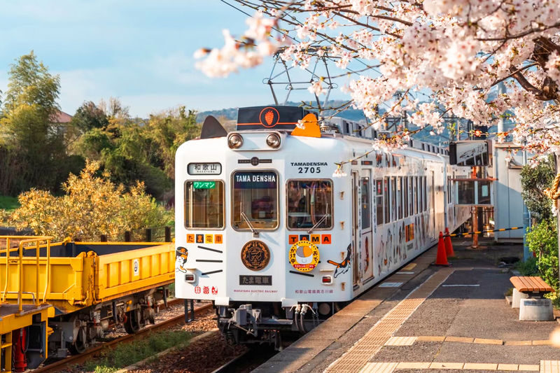 Wakayama Day Trip: Cat Stationmaster Kishi Station Train Experience, Tuna Cutting Show, Shirahama Onsen, Senjojiki Sandanbeki (Round trip from Osaka) - Two hours for seafood and a possible soak