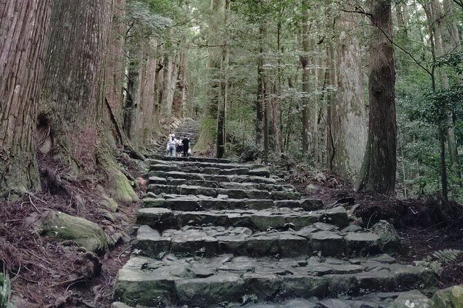 Wakayama: Kumano Kodo Sacred Walk to Nachis Sacred Sites - Exploring the Kumano Kodo Sacred Walk: What to Expect