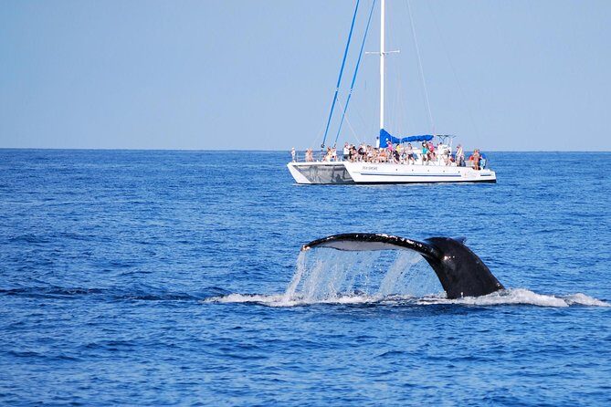 Wake Up With the Whales Cruise from Anaeho'omalu Bay - Key Points