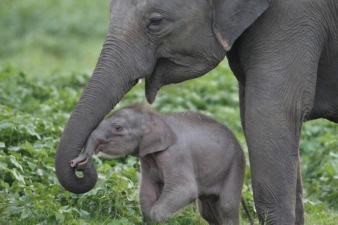 Walawe Palm Safari Udawalawe - Final Thoughts