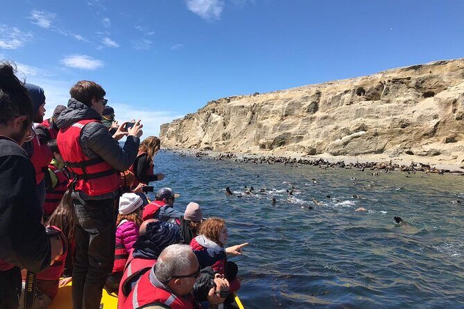 Walk alongside Penguins on Magdalene Island and navigate Marta Island - The Complete Guide to Your Penguin and Wildlife Trip from Punta Arenas