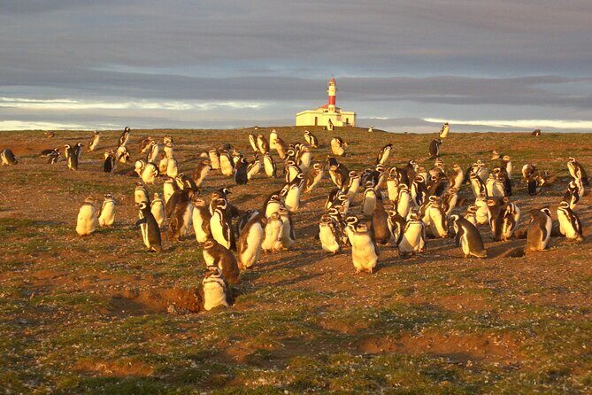Walk alongside Penguins on Magdalene Island and navigate Marta Island - Exploring the Details: What to Expect on the Tour