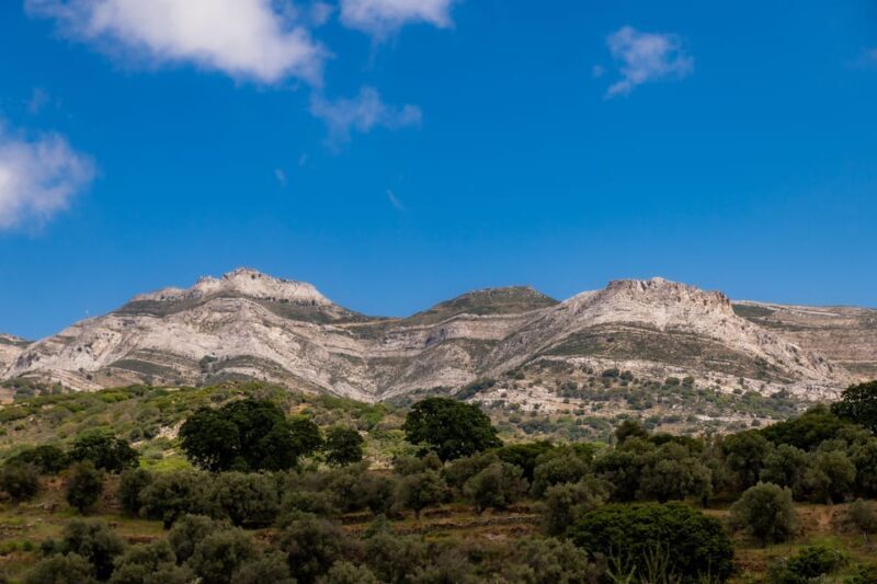 Walk among the olive trees (Small group experience) - The Sum Up: A Truly Greek Experience for Nature Lovers