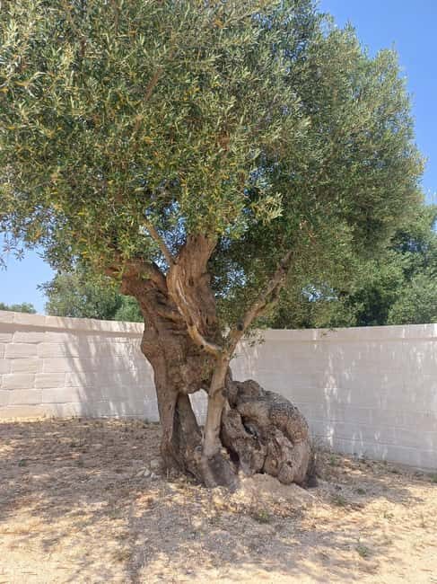 Walk and Aperitif in the Secret Gardens of Ostuni - FAQs