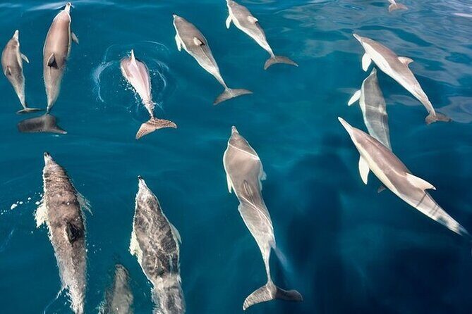 Walk and dolphin watching in Fuengirola + 1 drink - FAQ