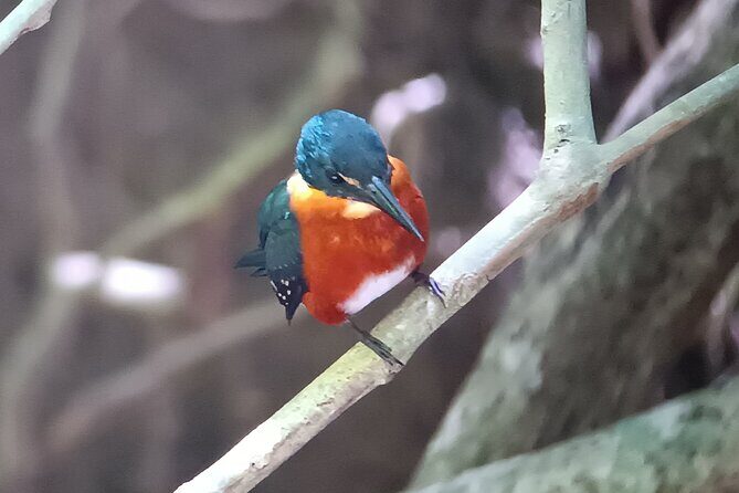 Walk and Sighting of Flora and Fauna in Manuel Antonio - Exploring the Experience in Detail