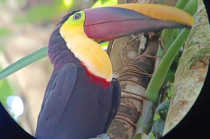 Walk and Sighting of Flora and Fauna in Manuel Antonio - Final Thoughts