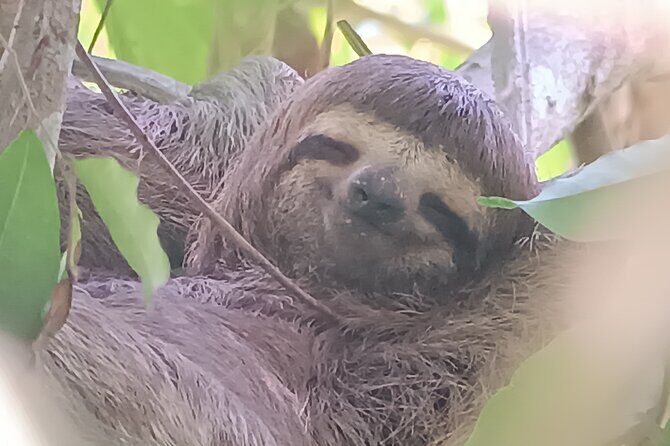 Walk and Sighting of Flora and Fauna in Manuel Antonio - FAQs