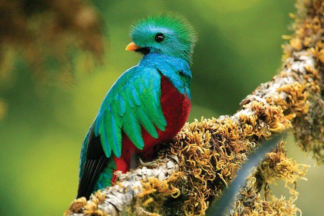 Walk in Monteverde Cloud Forest - In-Depth Review of the Monteverde Cloud Forest Walk