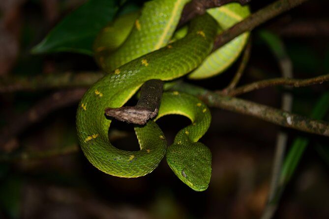 Walk in Santa Elena Cloud Forest Reserve - Exploring the Santa Elena Cloud Forest: A Practical, In-Depth Look