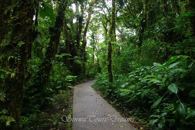 Walk in Santa Elena Cloud Forest Reserve - Who Should Book This Tour?