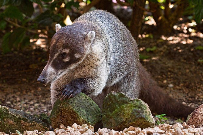 Walk in Santa Elena Cloud Forest Reserve - FAQ
