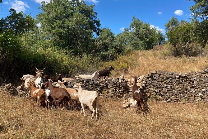 Walk in the Hills with Goat Herder-Local Honey, Wine and Cheese Tasting - A Detailed Look at the Experience